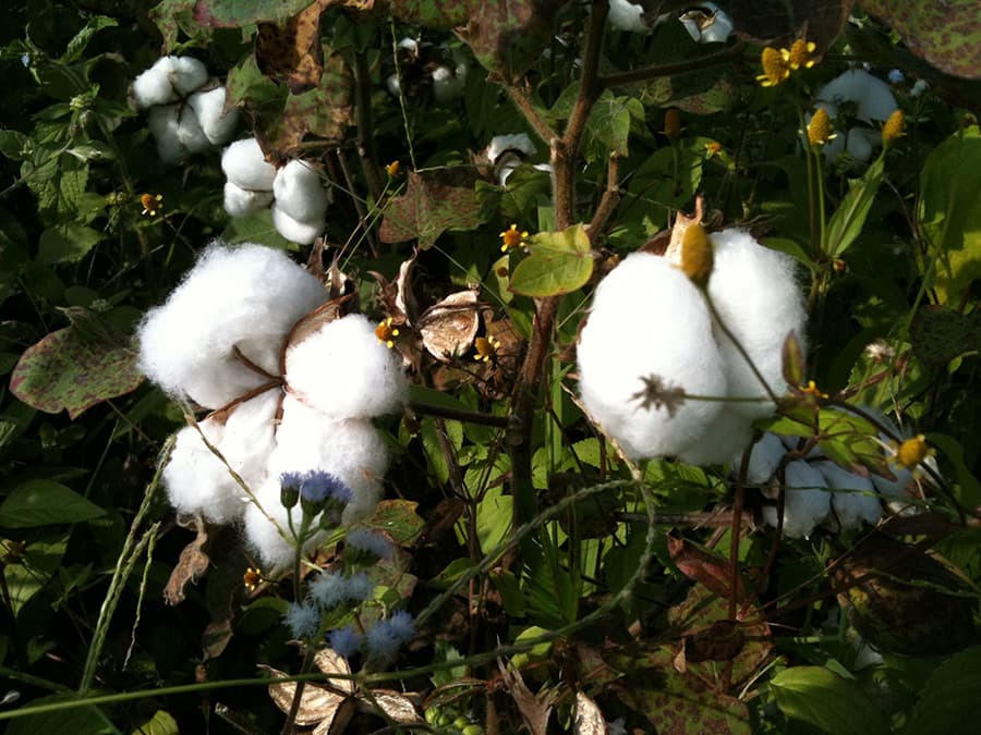 organic cotton